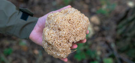 Sparassis crispa fungi close-upの写真素材