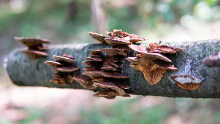 autumn forest mushroom picking season, natural variety of fungi in the world