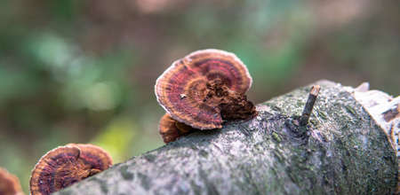 autumn forest mushroom picking season, natural variety of fungi in the world