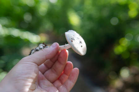identification of medicinal mushrooms, fungotherapy in our daysの写真素材