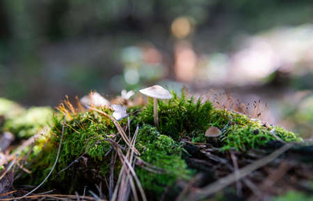 autumn forest mushroom picking season, natural variety of fungi in the world
