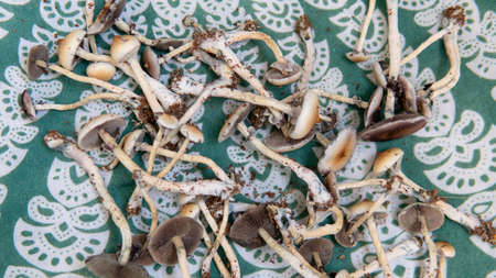 the effect of psilocybin mushrooms on the psyche and mental health of people. magic fungiの写真素材