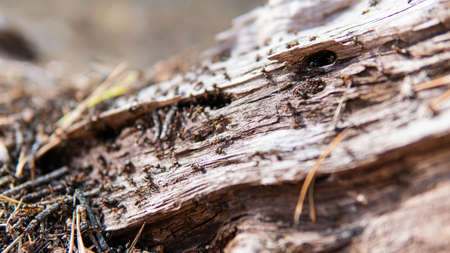forest anthill in close-up pine forestの写真素材