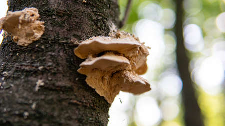 collection of medicinal polypore mushrooms in the forest, medicinal fungi