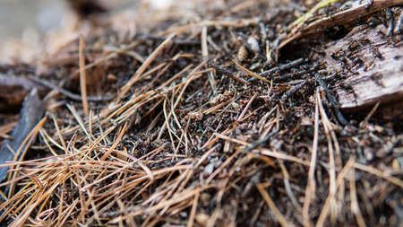 forest anthill in close-up pine forest. Life of forest ants in their natural habitatの写真素材