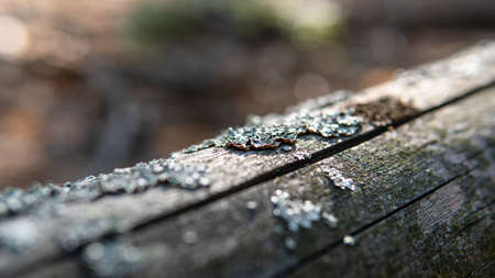 forest substrates for mushroom germination. Fungi and their habitat and developmentの写真素材