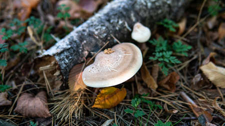 picking mushrooms in the forest close-up