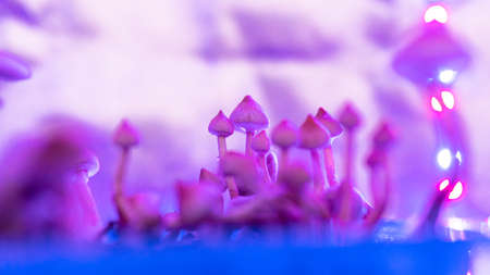 culture of conscious consumption of magic fungiの写真素材