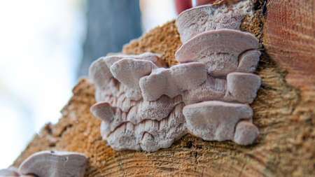 collection of medicinal polypore mushrooms in the forest, medicinal fungi