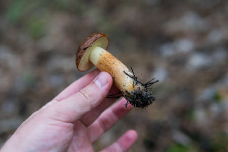 collection of forest mushrooms
