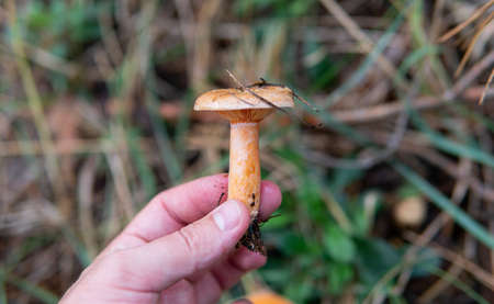 collection of forest mushrooms