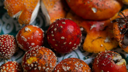 collection and drying of amanita muscaria fruit bodies in forests. Psychedelic experience using mushroomsの写真素材