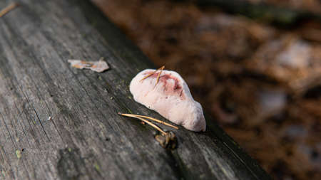collection and use of wood polypores in forests.