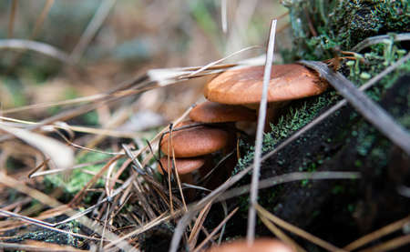 collection of forest mushroomsの写真素材