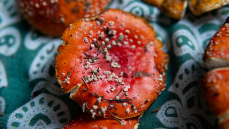 traditional medicine and the use Amanita Muscaria. Recreational use of psychedelic mushrooms