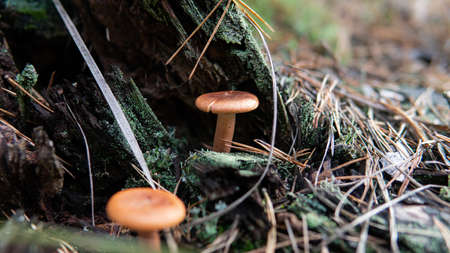 collection of forest mushroomsの写真素材