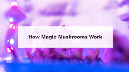 how do magic mushrooms work? the mechanism of psilocybin's action on the human body and brain