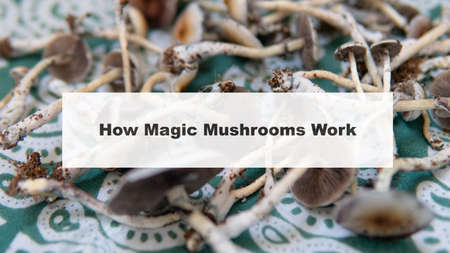 how do magic mushrooms work? the mechanism of psilocybin's action on the human body and brainの写真素材