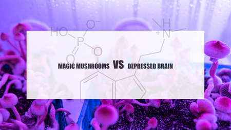 the effect of psilocybin on the mental state of a sick person. Treatment of depression with magic...