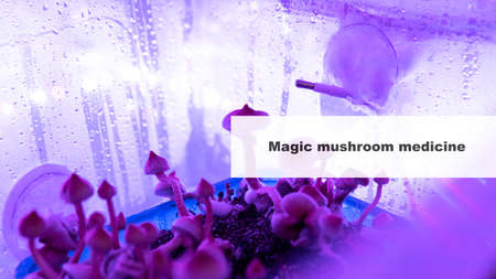 medicine and psilocybin mushrooms. Treatment and prevention of the mental state of the modern person...