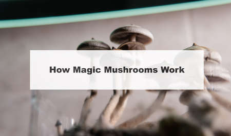 how do magic mushrooms work? the mechanism of psilocybin's action on the human body and brain