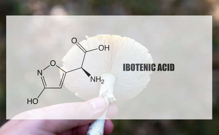 ibotenic acid as one of the psychedelic ingredients in the fly agaric. Psychoactive substances in amanita muscariaの写真素材