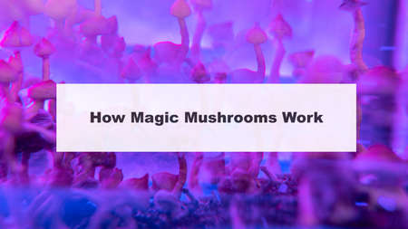 how do magic mushrooms work? the mechanism of psilocybin's action on the human body and brain