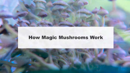 how do magic mushrooms work? the mechanism of psilocybin's action on the human body and brain
