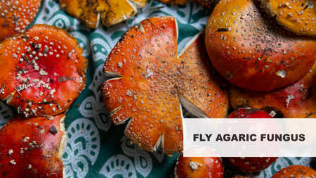 fly agaric in the culture and religion of the world. scientific research on the benefits of amanitaの写真素材