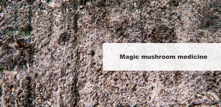 medicine and psilocybin mushrooms. Treatment and prevention of the mental state of the modern person...
