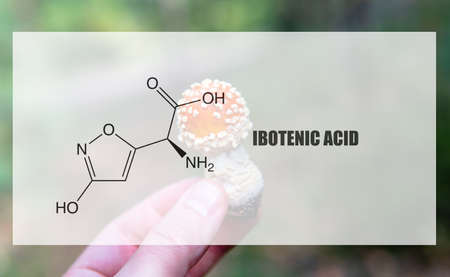 ibotenic acid as one of the psychedelic ingredients in the fly agaric. Psychoactive substances in amanita muscariaの写真素材