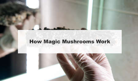 how do magic mushrooms work? the mechanism of psilocybin's action on the human body and brain