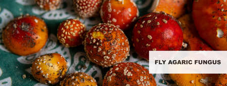 fly agaric in the culture and religion of the world. scientific research on the benefits of amanita