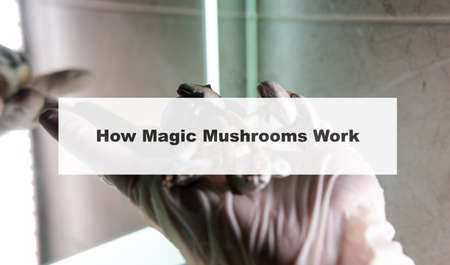 how do magic mushrooms work? the mechanism of psilocybin's action on the human body and brain