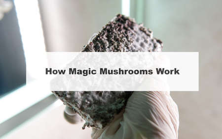 how do magic mushrooms work? the mechanism of psilocybin's action on the human body and brain