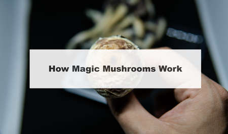 how do magic mushrooms work? the mechanism of psilocybin's action on the human body and brain
