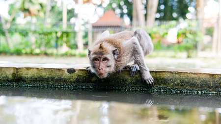 behavior of monkeys in nature, reproduction and care for offspring. Tourist contact reserves with...