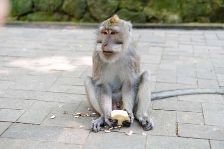 behavior of monkeys in nature, reproduction and care for offspring. Tourist contact reserves with primatesの写真素材