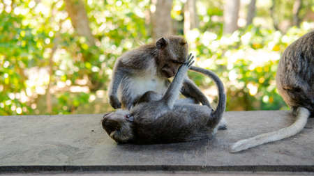 behavior of monkeys in nature, reproduction and care for offspring. Tourist contact reserves with primatesの写真素材