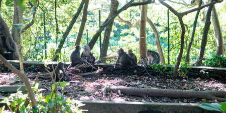 behavior of monkeys in nature, reproduction and care for offspring. Tourist contact reserves with primatesの写真素材