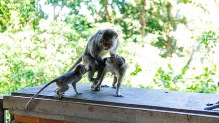 behavior of monkeys in nature, reproduction and care for offspring. Tourist contact reserves with primatesの写真素材
