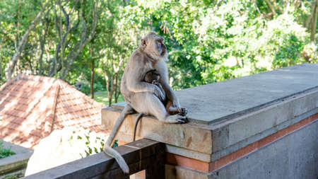 family of primates in nature. Protected tourist areas with primatesの写真素材
