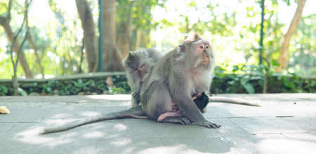 behavior of monkeys in nature, reproduction and care for offspring. Tourist contact reserves with primatesの写真素材