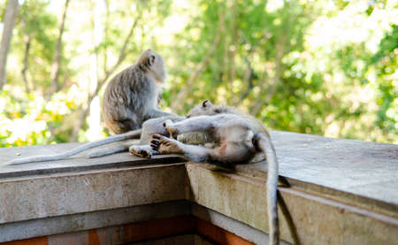 behavior of monkeys in nature, reproduction and care for offspring. Tourist contact reserves with primatesの写真素材