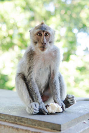 behavior of monkeys in nature, reproduction and care for offspring. Tourist contact reserves with...