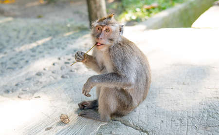 family of primates in nature. Protected tourist areas with primatesの写真素材