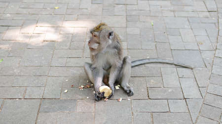 family of primates in nature. Protected tourist areas with primatesの写真素材