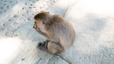family of primates in nature. Protected tourist areas with primatesの写真素材