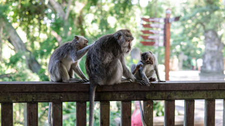 behavior of monkeys in nature, reproduction and care for offspring. Tourist contact reserves with primatesの写真素材