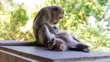 behavior of monkeys in nature, reproduction and care for offspring. Tourist contact reserves with primatesの写真素材